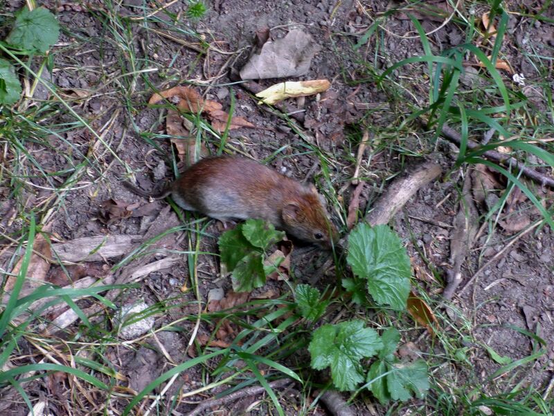File:Clethrionomys glareolus 06.jpg