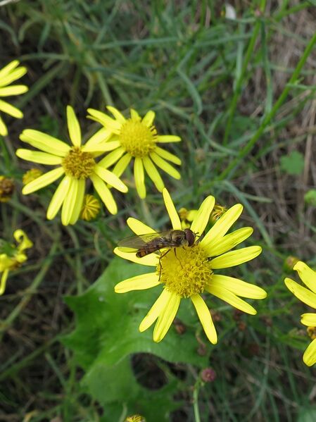 File:Episyrphus balteatus 03.jpg