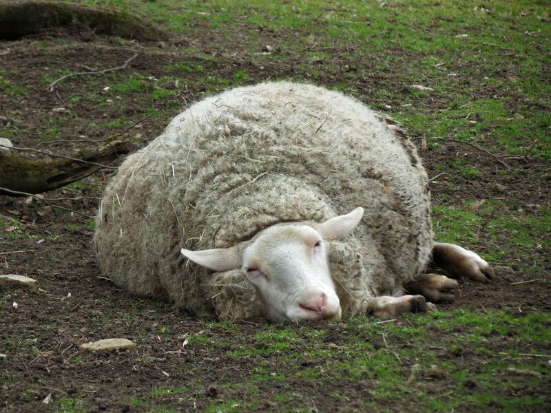 File:Ovis aries 06.jpg