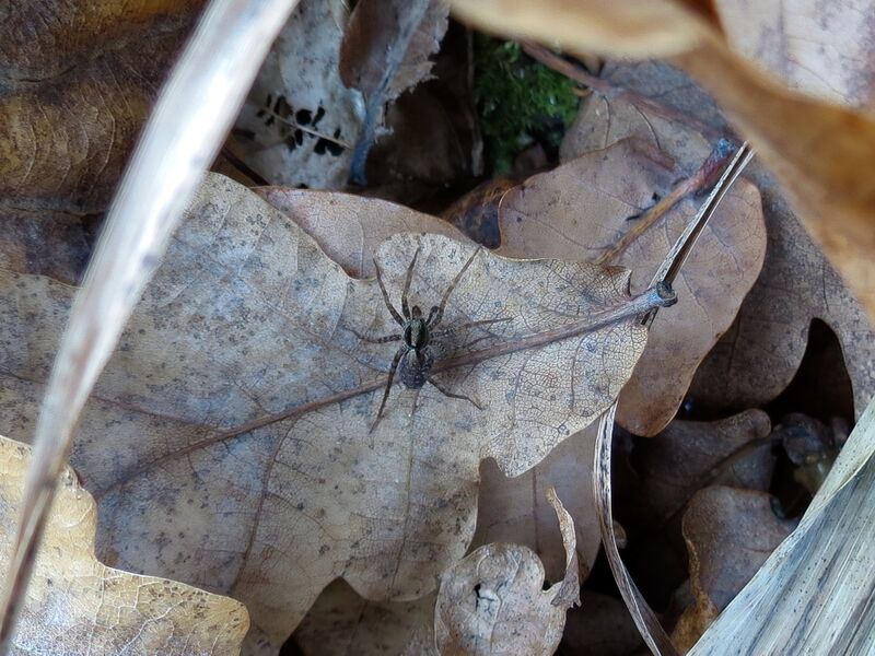 File:Xerolycosa nemoralis 02.jpg