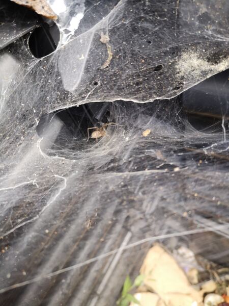 File:Agelena labyrinthica 01.jpg