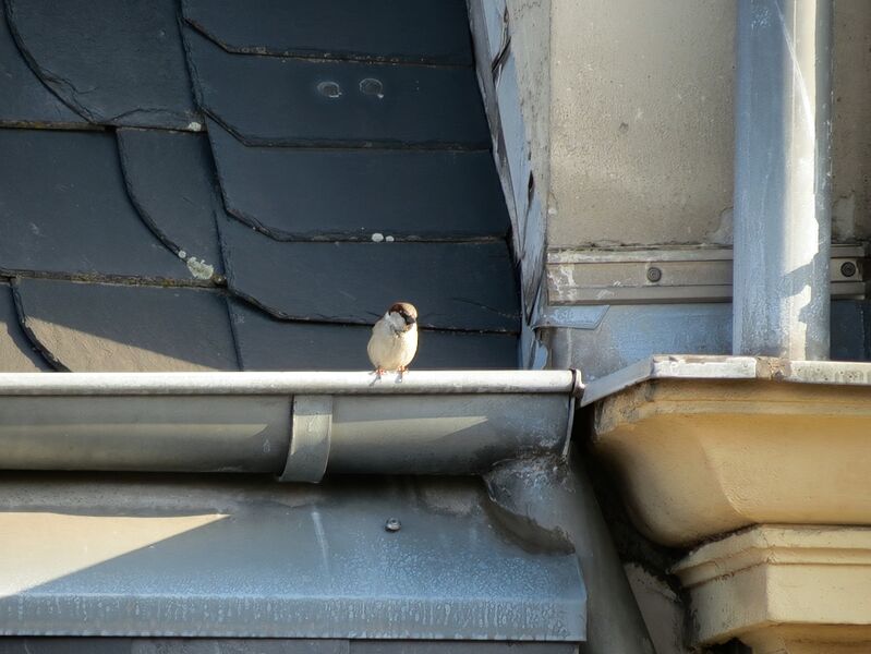 File:Passer domesticus 32.jpg