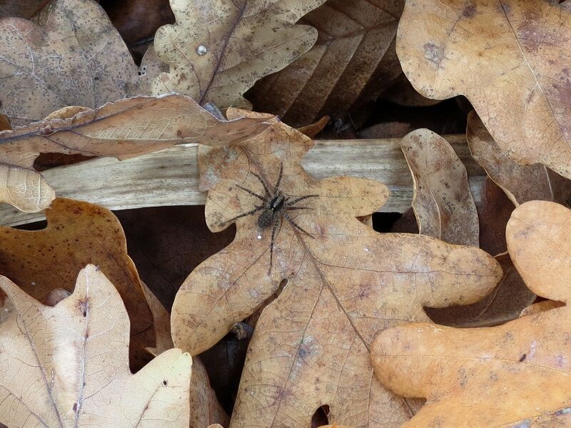 File:Pardosa amentata 02.jpg