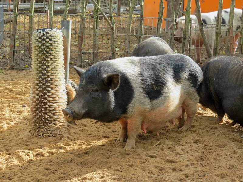 File:Sus scrofa 03.jpg