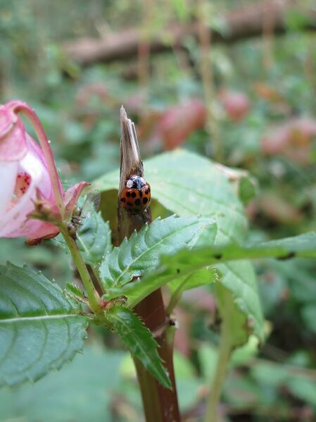File:Harmonia axyridis 09.jpg