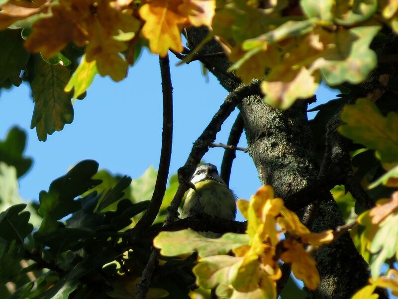 File:Cyanistes caeruleus 07.jpg