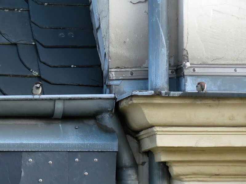 File:Passer domesticus 30.jpg