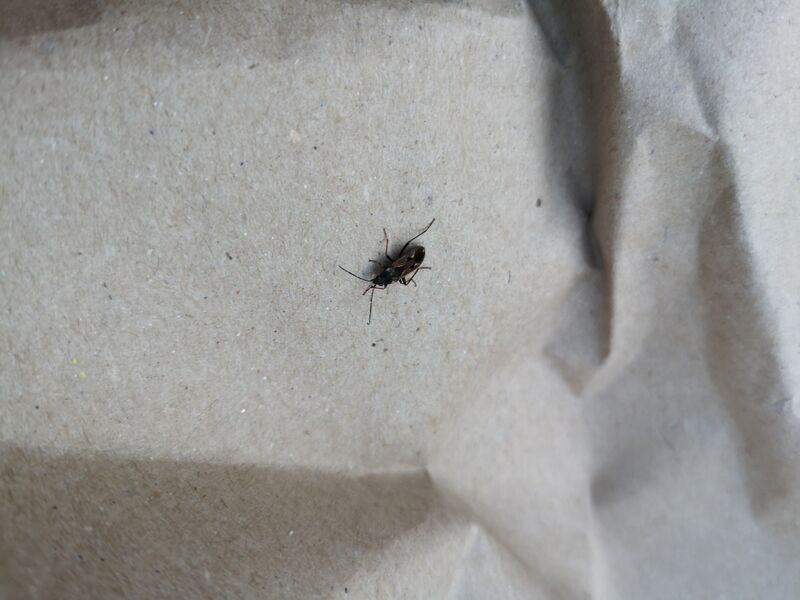 File:Rhyparochromus vulgaris 01.jpg