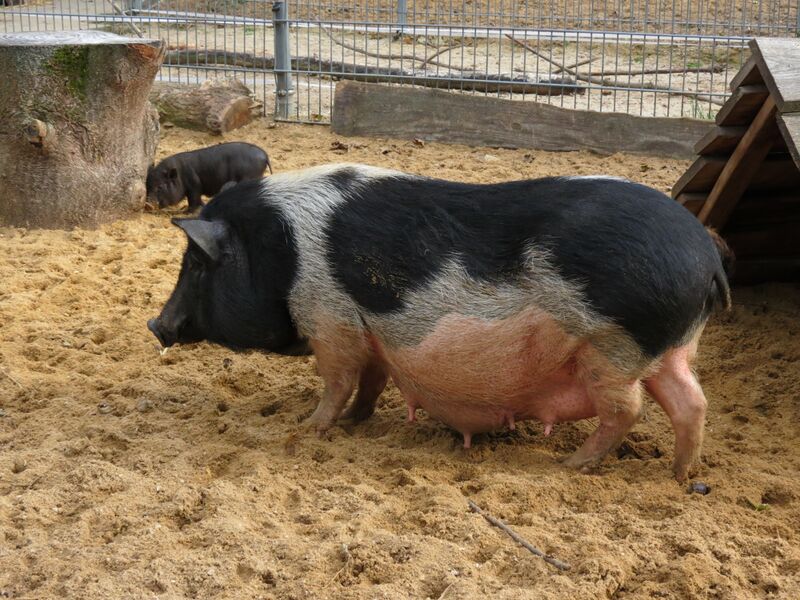 File:Sus scrofa 04.jpg