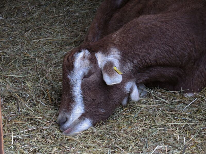 File:Capra hircus 06.jpg