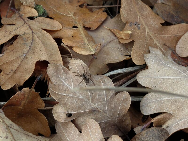 File:Xerolycosa nemoralis 01.jpg