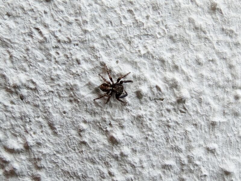 File:Pseudeuophrys lanigera 43.jpg