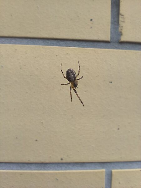 File:Zygiella x-notata 07.jpg