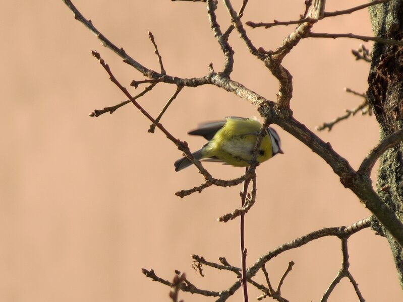 File:Cyanistes caeruleus 14.jpg