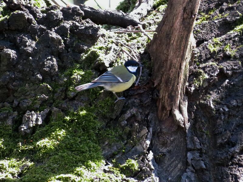 File:Parus major 06.jpg