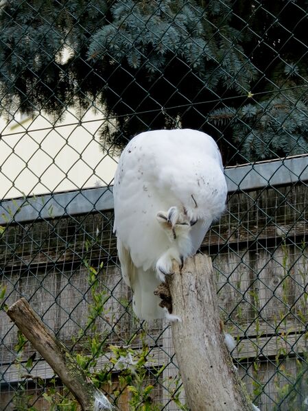 File:Bubo scandiacus 05.jpg