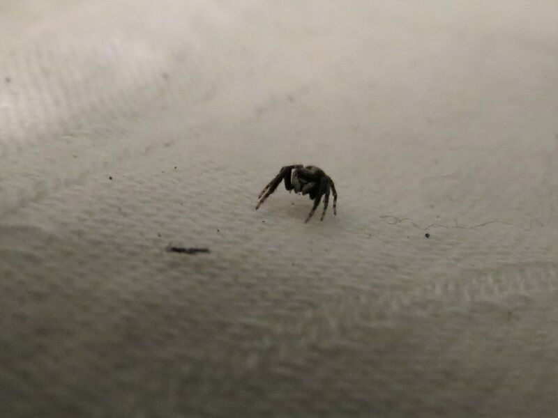 File:Pseudeuophrys lanigera 23.jpg