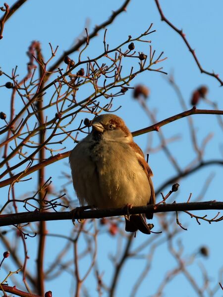 File:Passer domesticus 16.jpg