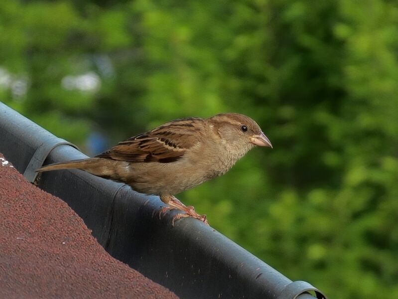 File:Passer domesticus 28.jpg