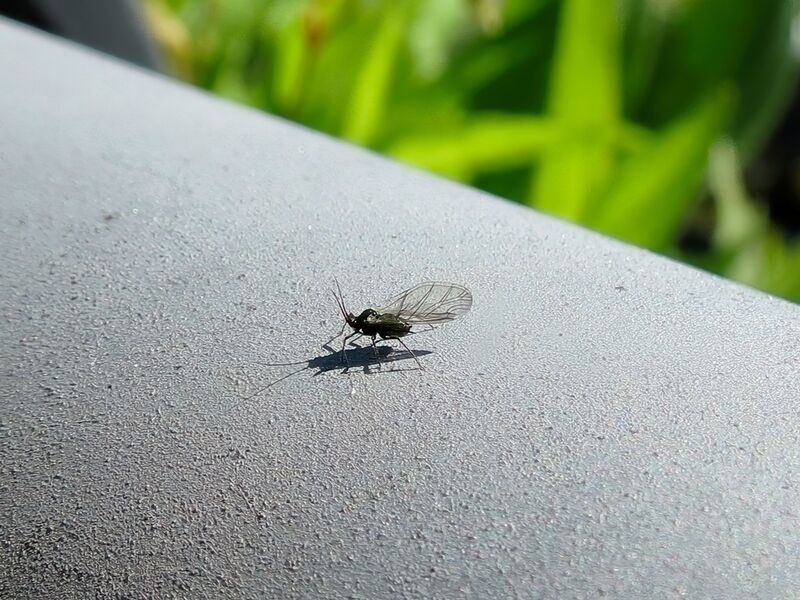 File:Aphidoidea 24.jpg