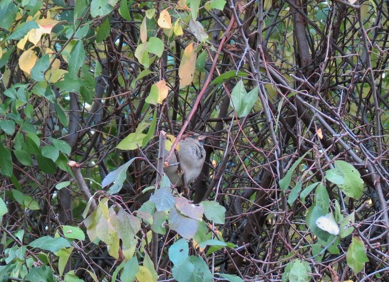 File:Passer domesticus 03.jpg