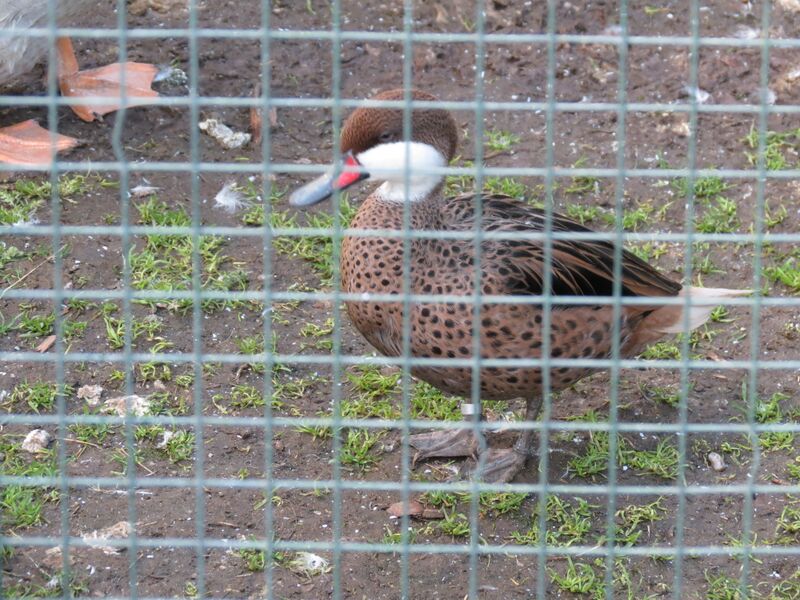 File:Anas bahamensis 02.jpg