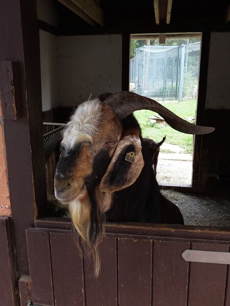 File:Capra hircus 17.jpg