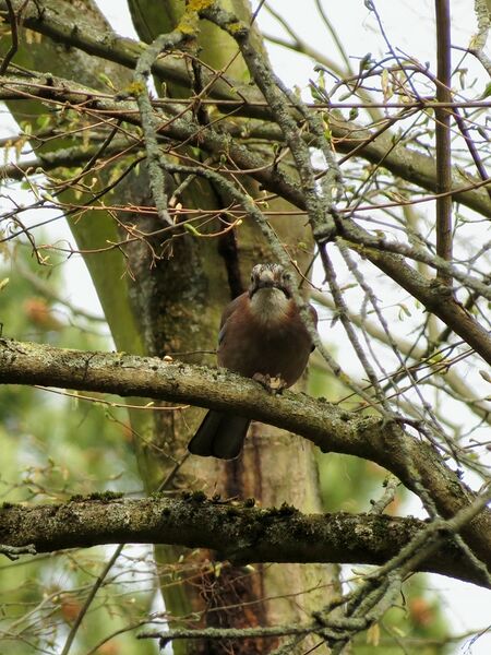File:Garrulus glandarius 06.jpg