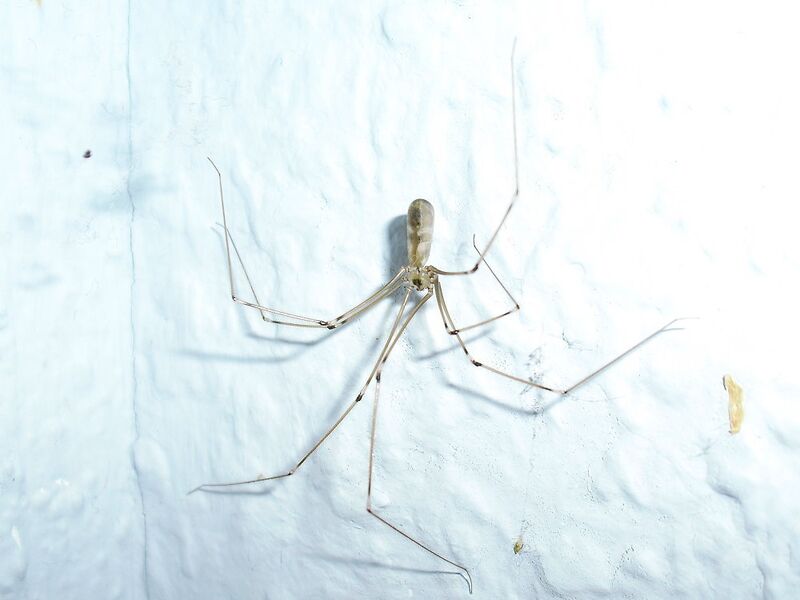 File:Pholcus phalangioides 16.jpg