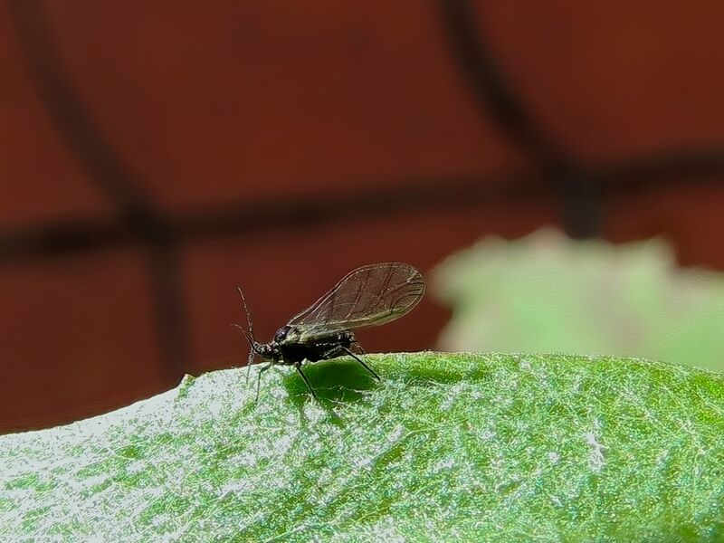 File:Aphidoidea 25.jpg