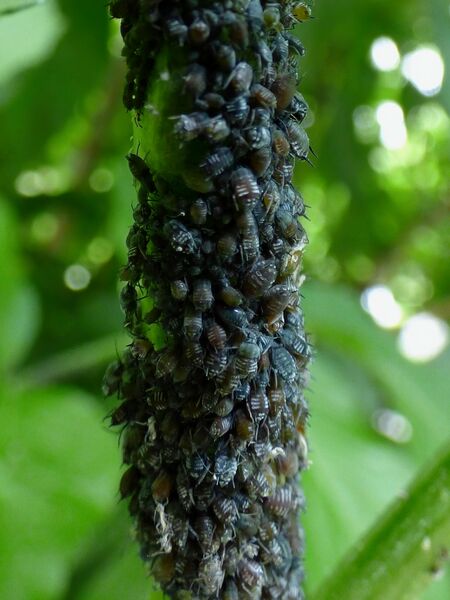 File:Aphis sambuci 01.jpg