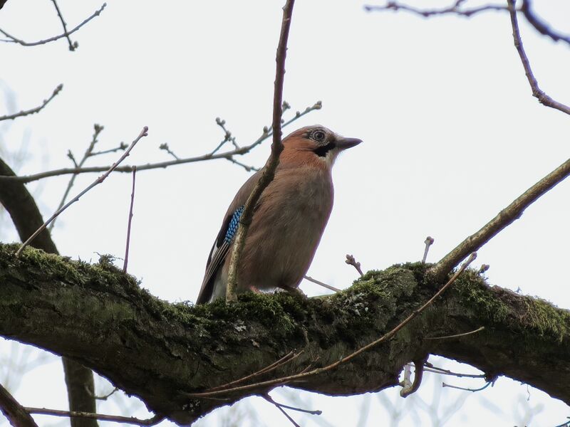 File:Garrulus glandarius 04.jpg