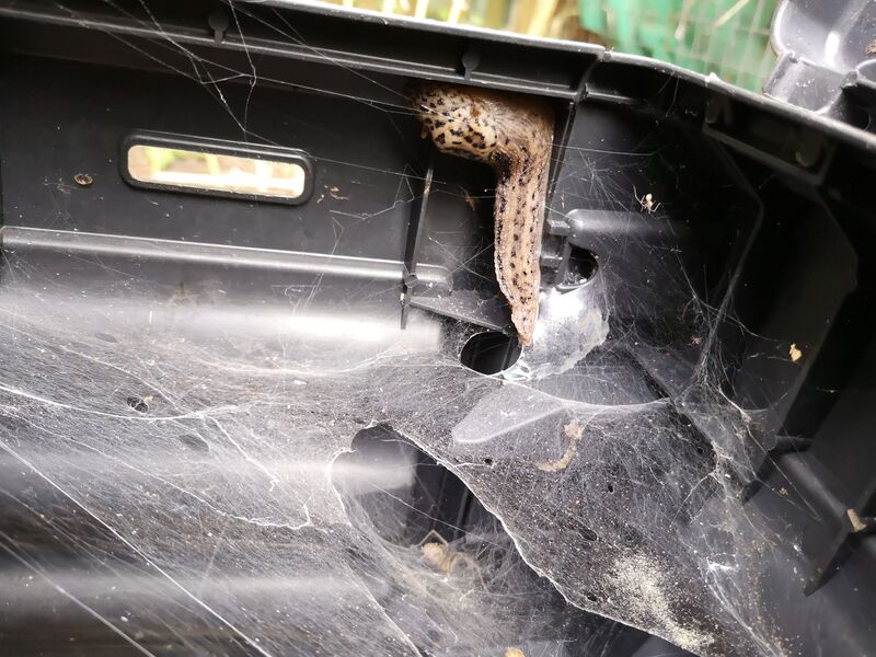 File:Limax maximus 01.jpg