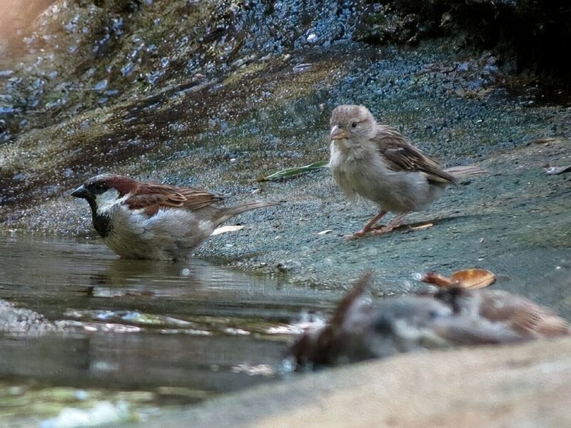 File:Passer domesticus 22.jpg