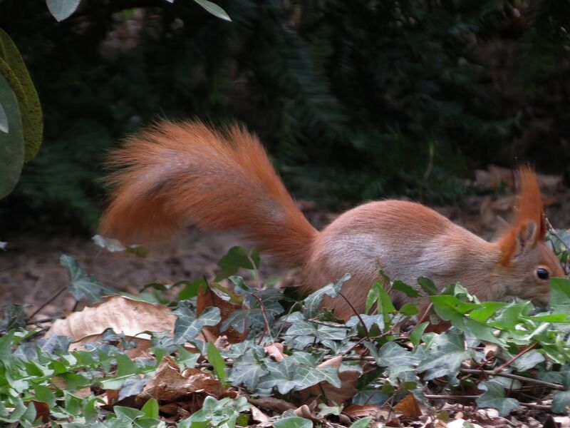 File:Sciurus vulgaris 03.jpg