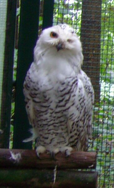 File:Bubo scandiacus 01.jpg