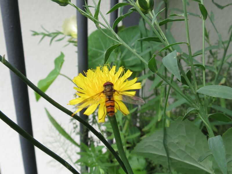 File:Episyrphus balteatus 08.jpg