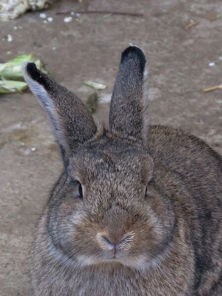 File:Oryctolagus cuniculus 04.jpg