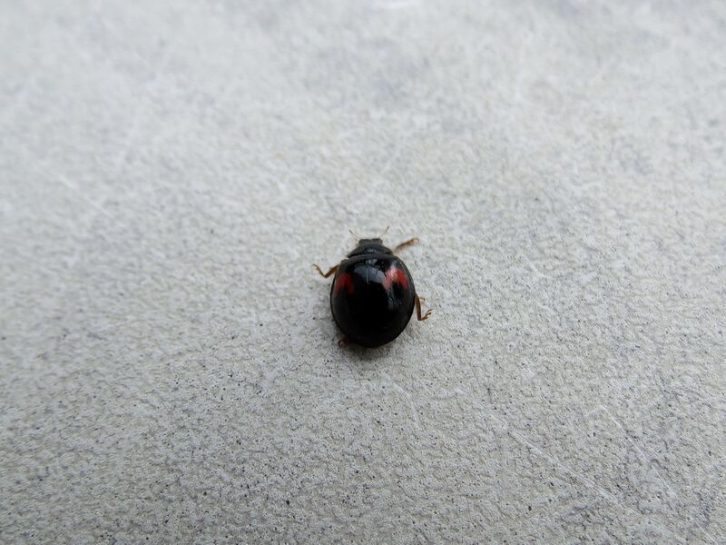 File:Harmonia axyridis 07.jpg