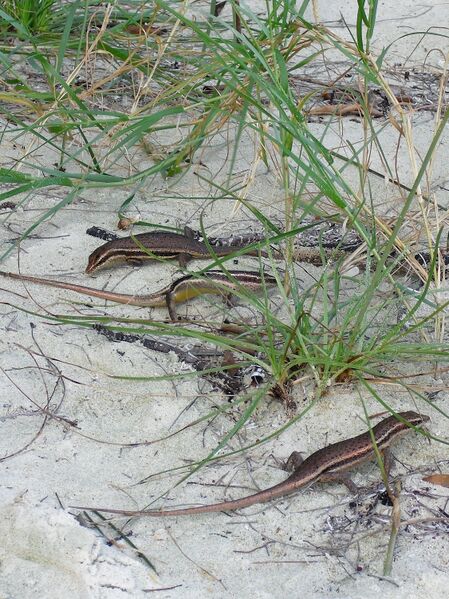 File:Trachylepis sechellensis 08.jpg