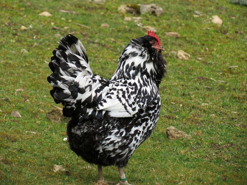 File:Gallus gallus 12.jpg