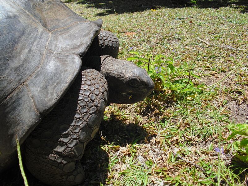 File:Aldabrachelys gigantea 08.jpg