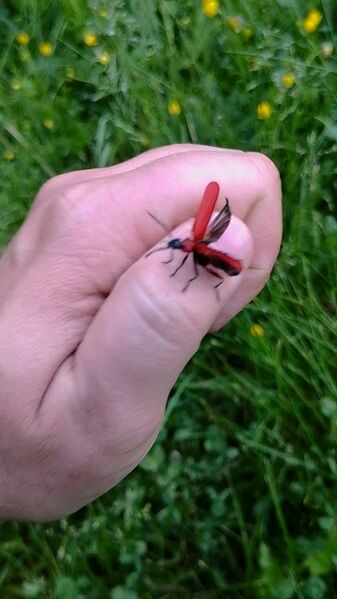 File:Pyrochroa coccinea 04.jpg