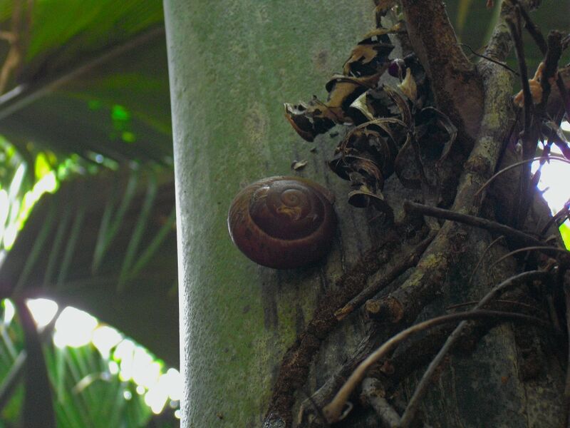 File:Stylodonta unidentata 02.jpg