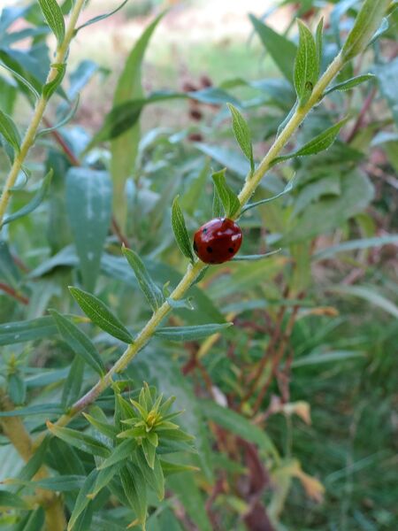 File:Coccinella septempunctata 02.jpg
