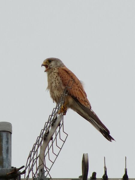 File:Falco tinnunculus 05.jpg