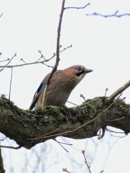 File:Garrulus glandarius 03.jpg