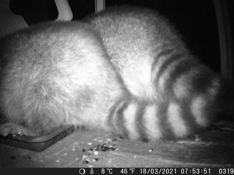 File:Procyon lotor 15.jpg