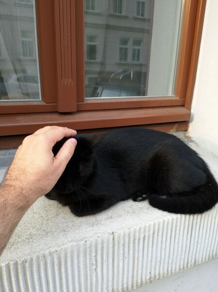 File:Felis catus 24.jpg