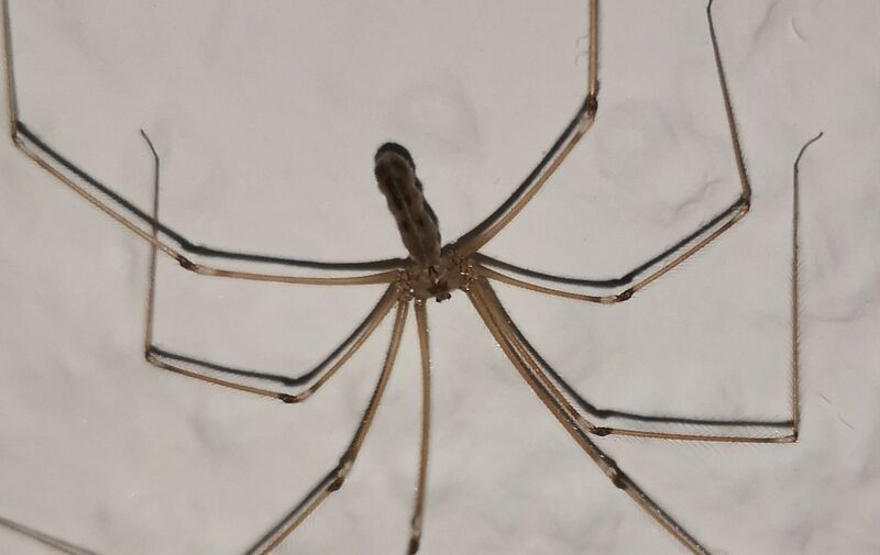 File:Pholcus phalangioides 19.jpg